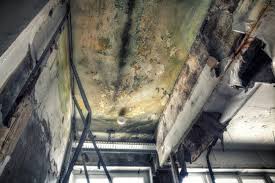 Mold Odor Removal Services in Deer Park, NY